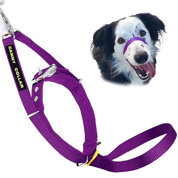 Canny Collar Size 2 Purple