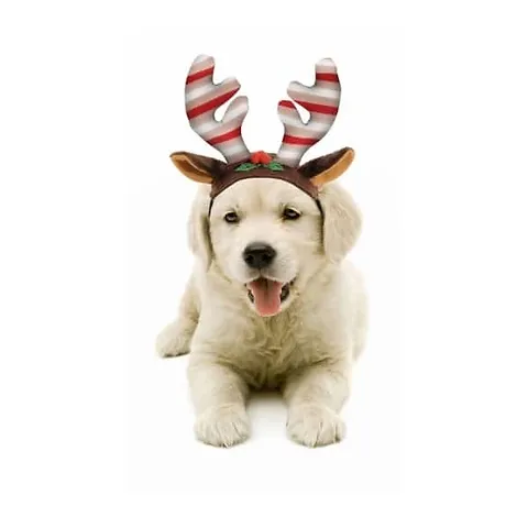Camon AH925/B Reindeer Antlers For Dog