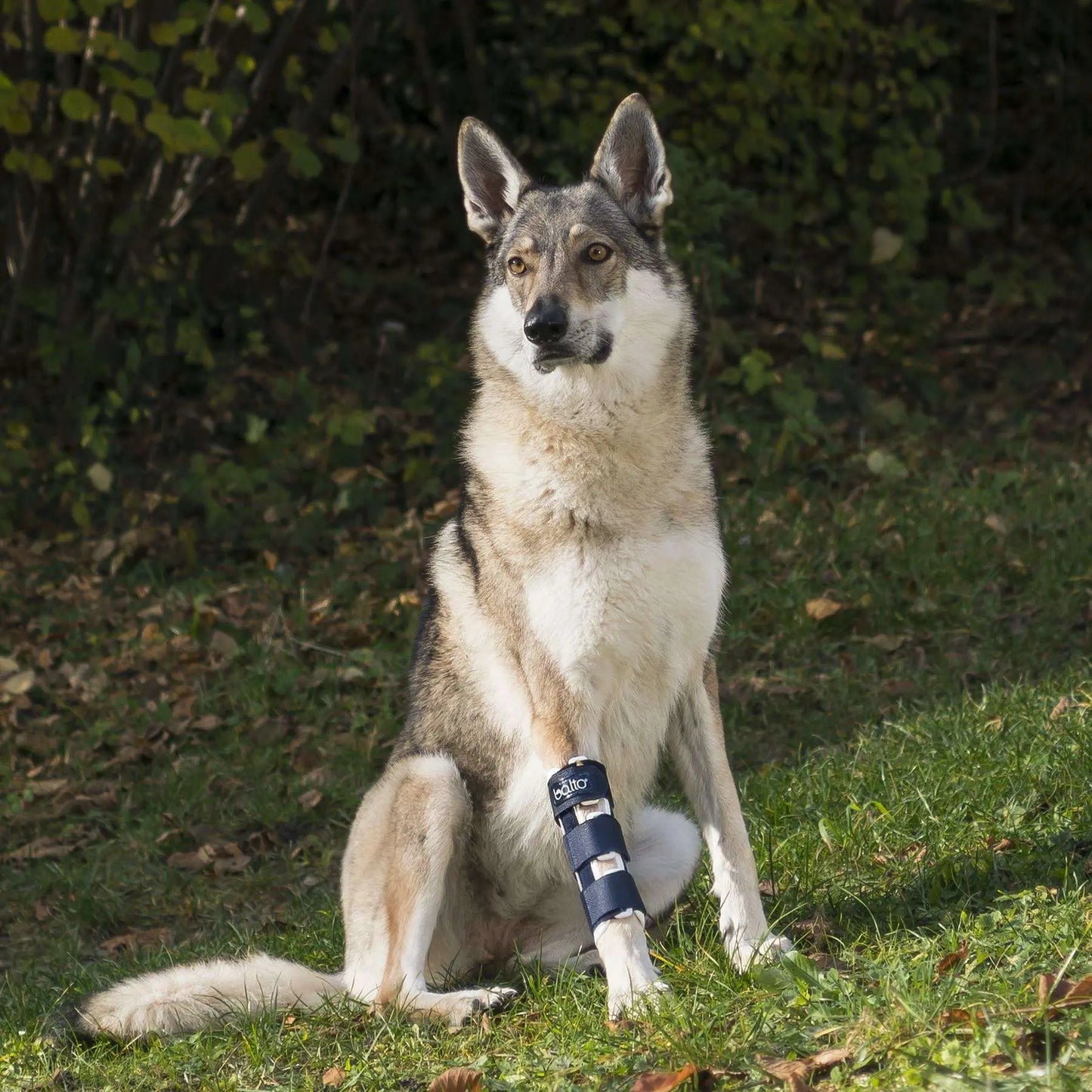 Balto Carpal Joint Brace Large