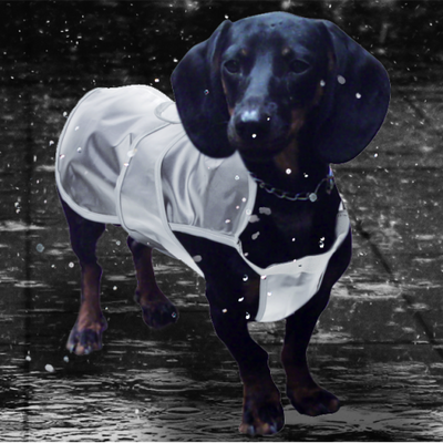 Pawise Dog Raincoat XL