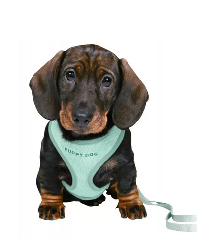 Trixie Puppy Soft Harness With Leash 26/34cm/10mm 2mt Mint